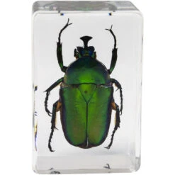 Celestron 3D Bug Specimen Kit #5(Celestron 3d Bug Specimen Kit 5) -Celestron Shop 1572525963 IMG 1269741