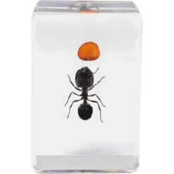 Celestron 3D Bug Specimen Kit #5(Celestron 3d Bug Specimen Kit 5) -Celestron Shop 1572525963 IMG 1269742