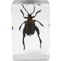 Celestron 3D Bug Specimen Kit #5(Celestron 3d Bug Specimen Kit 5) -Celestron Shop 1572525963 IMG 1269743