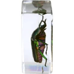 Celestron 3D Bug Specimen Kit #5(Celestron 3d Bug Specimen Kit 5) -Celestron Shop 1572525963 IMG 1269744