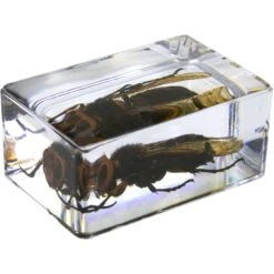 Celestron 3D Bug Specimen Kit #5(Celestron 3d Bug Specimen Kit 5) -Celestron Shop 1572525963 IMG 1269745