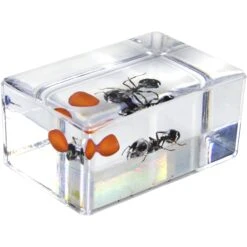 Celestron 3D Bug Specimen Kit #5(Celestron 3d Bug Specimen Kit 5) -Celestron Shop 1572525963 IMG 1269747