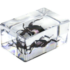 Celestron 3D Bug Specimen Kit #5(Celestron 3d Bug Specimen Kit 5) -Celestron Shop 1572525963 IMG 1269748