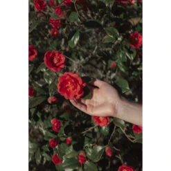 Polaroid Hi-Print 2 X 3" Paper Cartridge (60-Sheets, 6-Pack)(Polaroid Hi Print 2 X 3 Paper Cartridge 60 Sheets 6 Pack) -Celestron Shop 1712837743 IMG 2230604