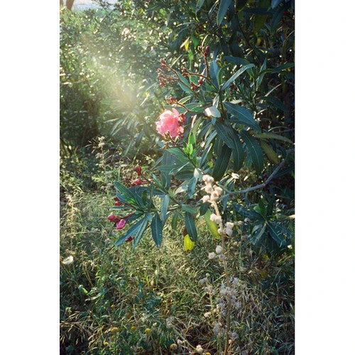 Dubblefilm Cinema ISO 800 Color Film (35mm Roll Film, 36 Exposures)(Dubblefilm Cinema Iso 800 Color Film 35mm Roll Film 36 Exposures) 4 Dubblefilm Cinema ISO 800 Color Film (35mm Roll Film, 36 Exposures)(Dubblefilm Cinema Iso 800 Color Film 35mm Roll Film 36 Exposures) - Image 4