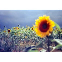 KONO Delight Art 100 Color Negative Film (120 Roll Film, Expired 09/2024)(Kono Delight Art 100 Color Negative Film 120 Roll Film Expired 09 2024) -Celestron Shop 1733307645 IMG 2366781