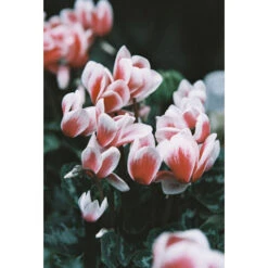 Lomography LomoChrome Color '92 Color Negative Film (110 Cartridge, 24 Exposures)(Lomography Lomochrome Color 92 Color Negative Film 110 Cartridge 24 Exposures) -Celestron Shop 1733316690 IMG 2387547