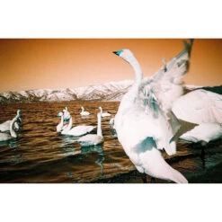 Lomography Analogue Trio Mixed Film Pack (35mm)(Lomography Analogue Trio Mixed Film Pack 35mm) -Celestron Shop 1733849739 IMG 2392277